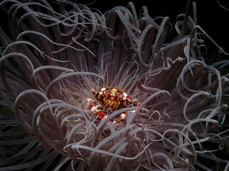 Den zweiten Platz errang Andrei Savin (Philippinen) mit diesem Foto einer Krabbe, die in der Mitte einer Seeanemone sitzt, die in der Meeresströmung schwankt.