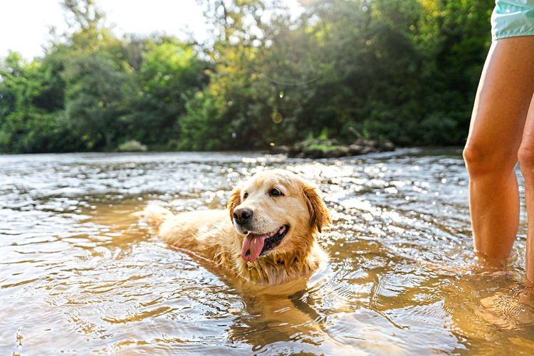 Ein Golden Retriever beim Baden in einem Fluss