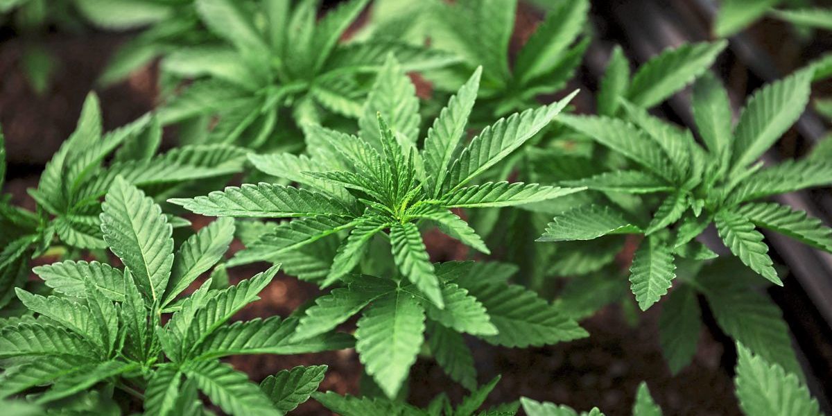 Cannabis bleibt verboten: Verfassungsgerichtshof lehnte Antrag ab - Recht -  derStandard.at › Recht