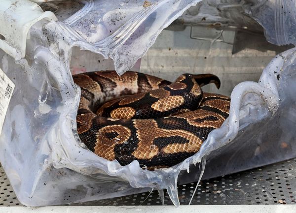 Pythons-in-der-Unterw-sche-Schmuggler-in-Bangkok-gefasst