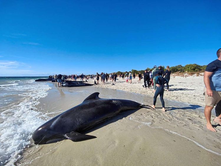 Menschen gehen an Strand neben gestrandeten Walen.