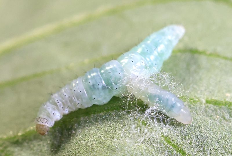 Wie und warum eine parasitäre Wespe ihre Opfer kastriert