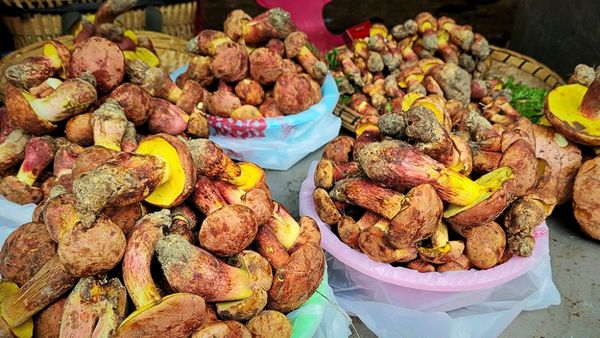 R-tselhafter-Steinpilz-Verwandter-f-hrt-zu-Halluzinationen-mit-winzigen-Menschen