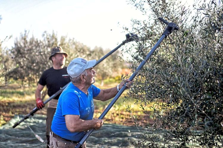 Arbeiter bei der Olivenernte.