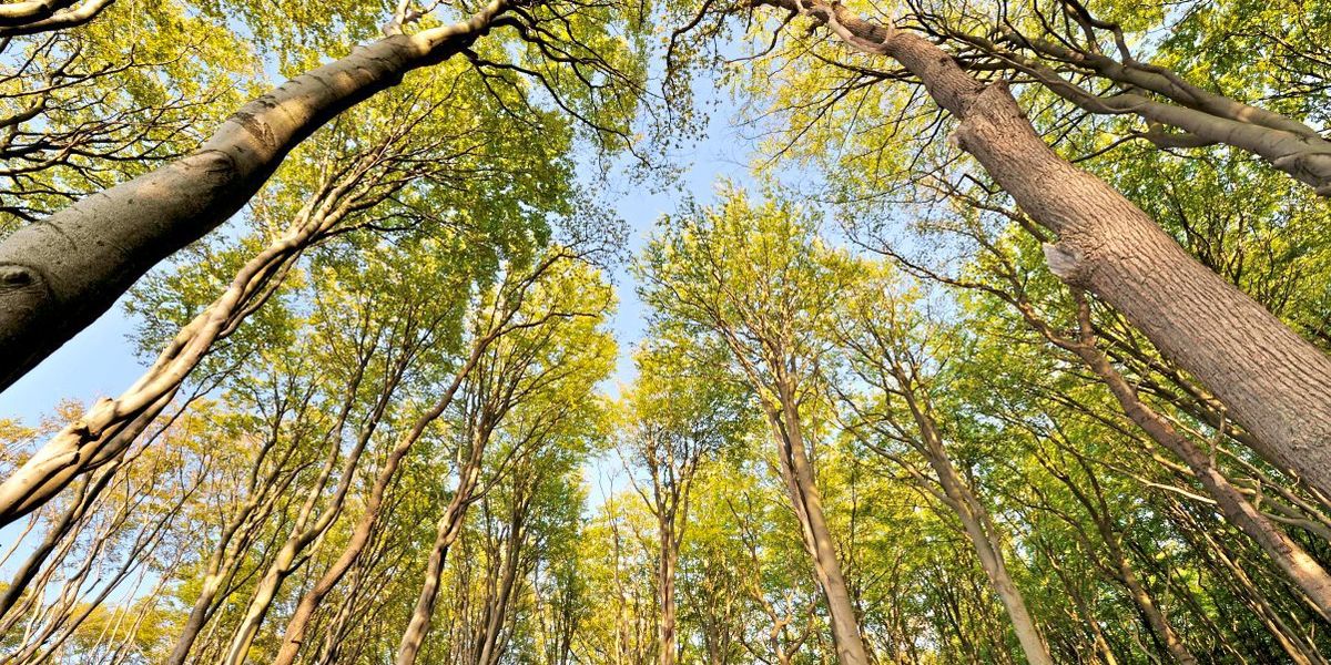 Wie der Wald uns glücklich macht und gesund hält
