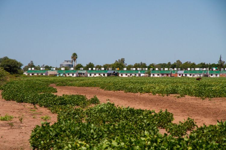 Ein Sojafeld in Argentinien