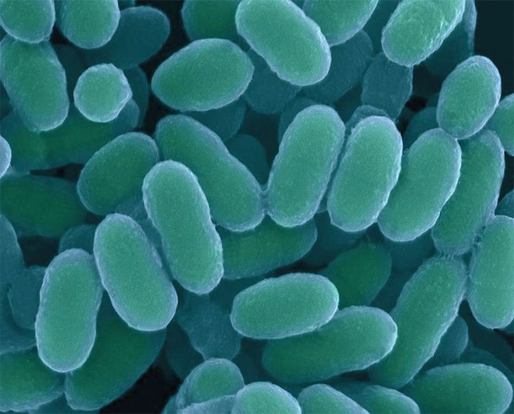 Streptococcus sanguinis, Bakterium