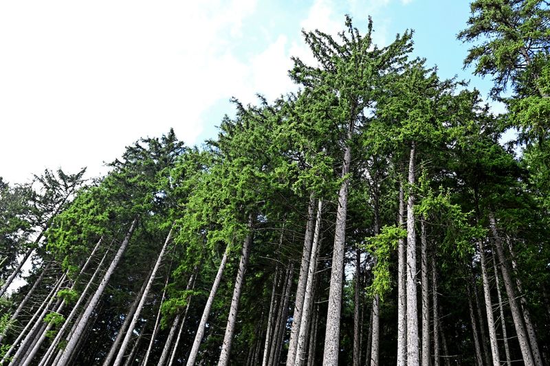 Der Wald in der Klimafalle