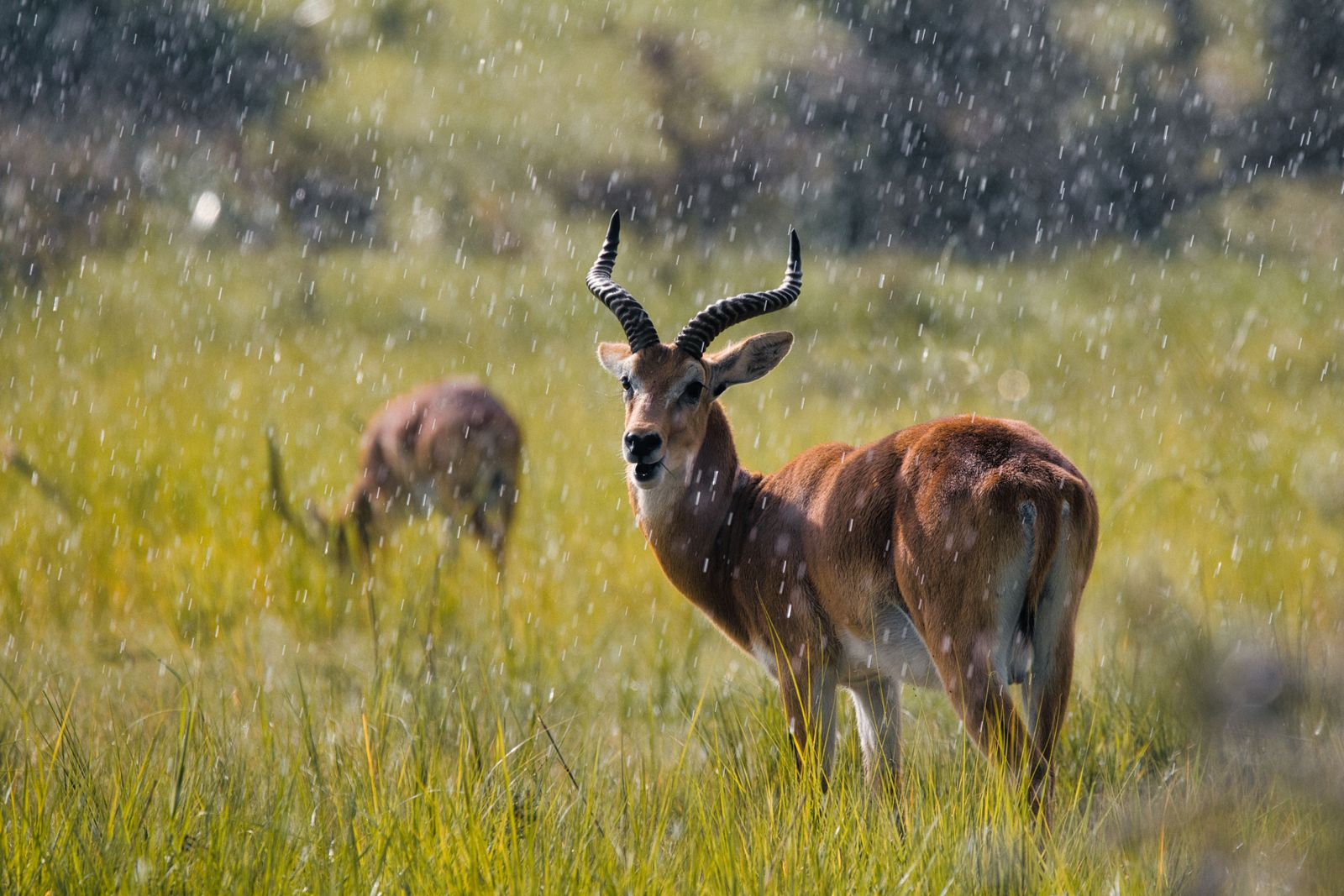 Ein gehörntes Tier dreht sich im Regen auf dem grünen Gras nach dem Fotografen um