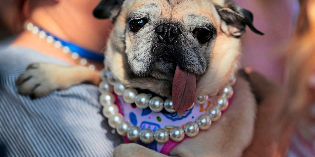 Mops-Hündin Jinny Lu zum "hässlichsten Hund der Welt" gekürt