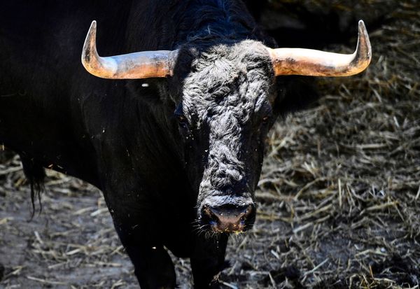 Bullensperma-im-Wert-von-30-000-Euro-in-Deutschland-gestohlen