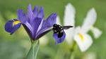 Der Zauber der falschen Lilien