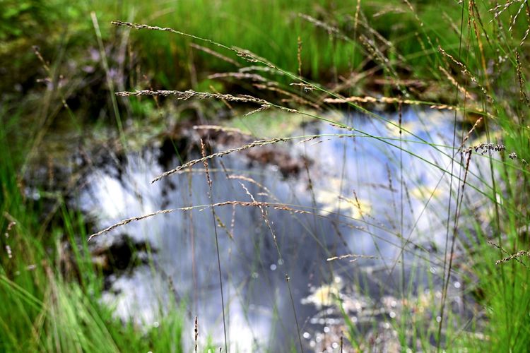 Ein Detailbild eines Moorgebietes im Salegenreuter Moor in Krumbach, Österreich. Im Vordergrund sind Grashalme zu sehen, während im Hintergrund ein mit Wasser gefüllter Graben schimmert. Erste Schwimmmoose beginnen sich auf der Wasseroberfläche zu bilden.