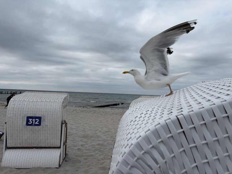 Möwe sitzt auf einen Strandkorb
