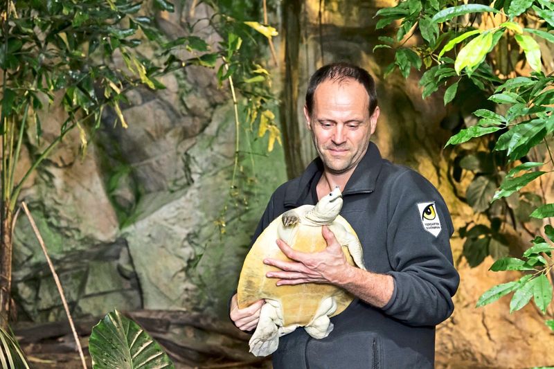 Österreicher retteten eine sonderbare Schildkröten-Art vor dem Aussterben