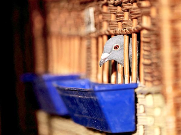 55-j-hriger-Wiener-schoss-von-seinem-Balkon-auf-Tauben