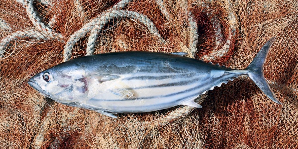 Kann man Thunfisch auch ohne schlechtes Gewissen essen?