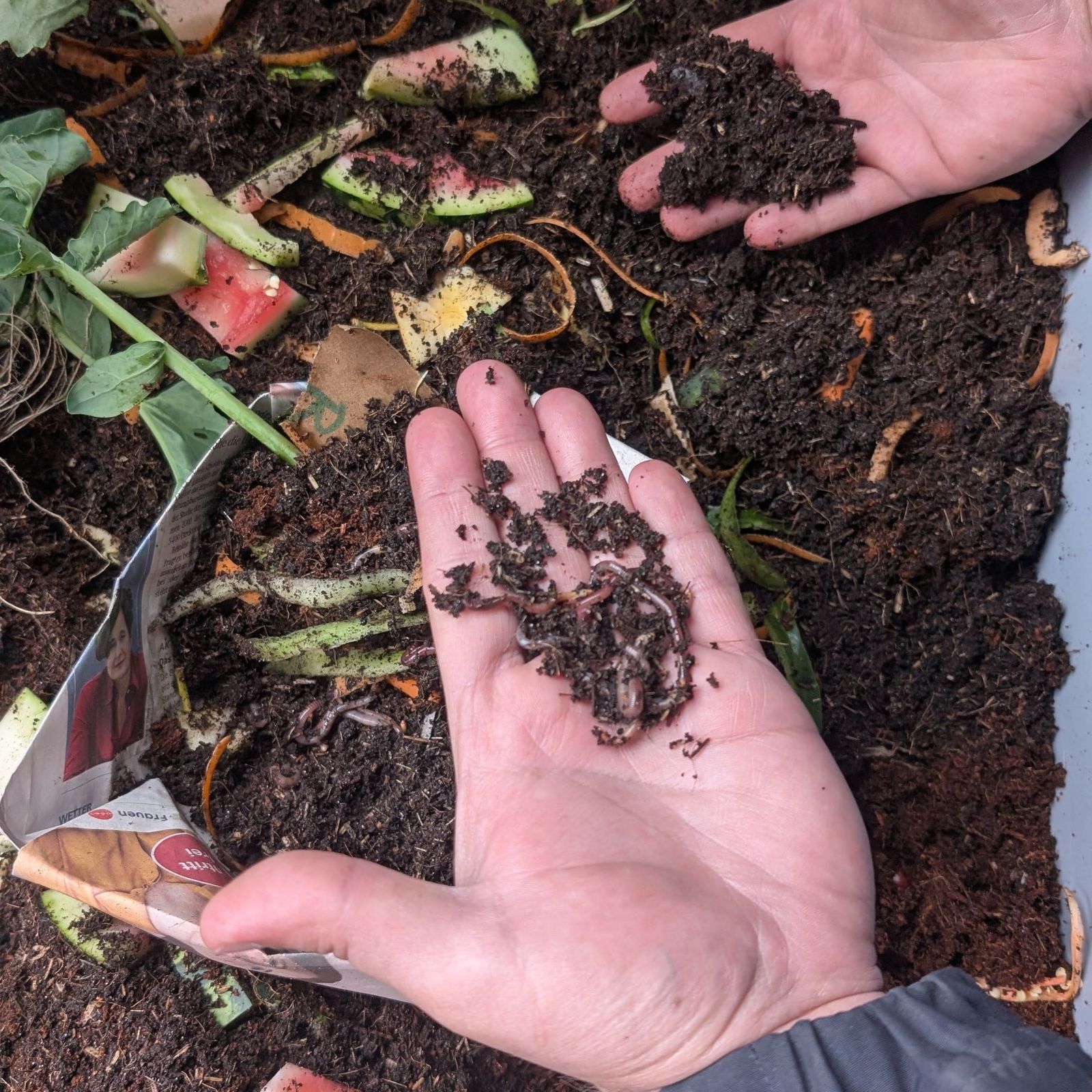 Biomüll in Wien: "Viele werfen die ganze Wurstsemmel mit Verpackung in ... Biomüll in Wien: "Viele werfen die ganze Wurstsemmel mit Verpackung in ...