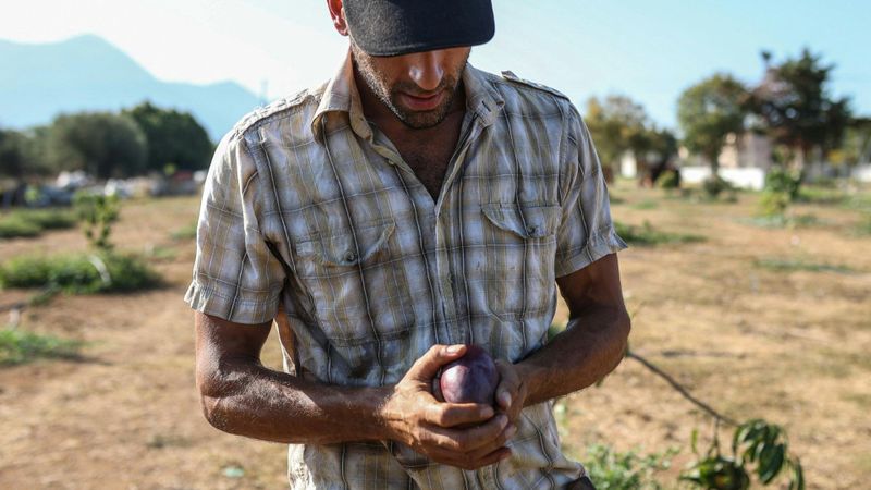 Griechische Landwirte experimentieren mit tropischen Pflanzen