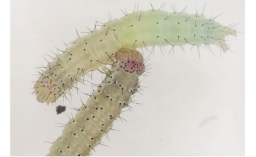 Parasitäre Wespe manipuliert Raupe mit einem ganz speziellen Trick