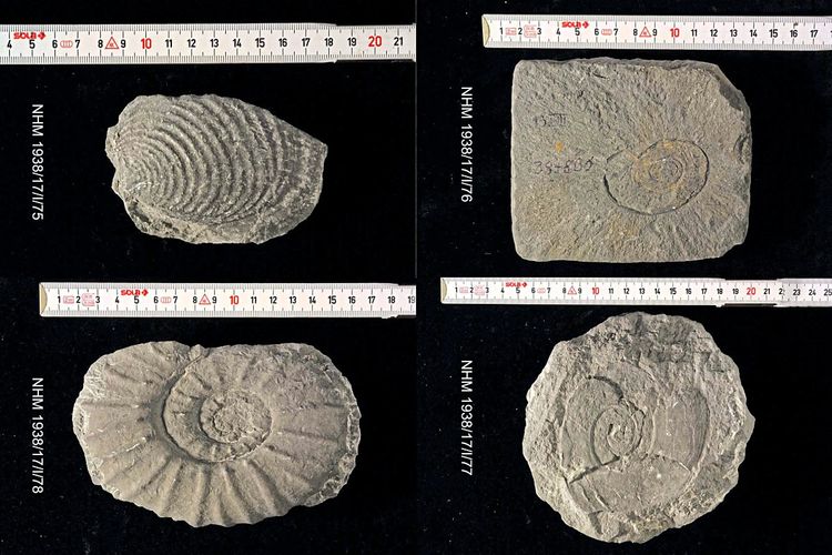 Erst 2022 wurden diese Fossilien aus dem NHM den Nachfahren der rechtmäßigen Besitzer restituiert.
