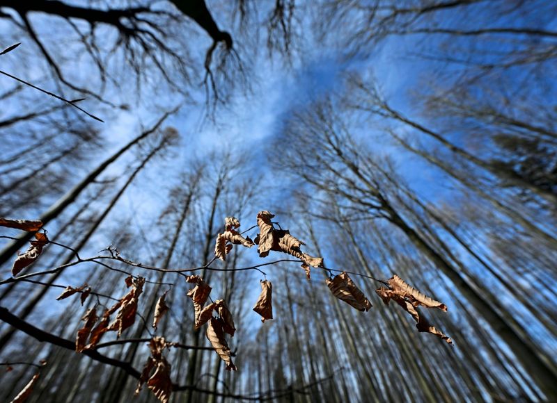Regen hat Kosten der Bundesforste zur Behebung von Waldschäden gedrückt