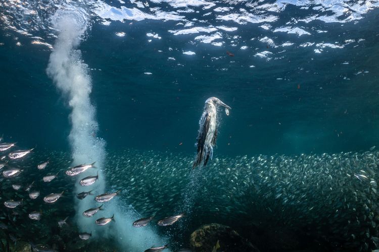 Im Frühherbst lockte ein Sardinenschwarm bei Los Islotes in Mexiko Seevögel an. Inmitten des Fischschwarms wartete der Engländer Henley Spiers geduldig darauf, um einen Blaufußtölpel zu fotografieren, der mit hinabtauchte und mit einer Sardine im Schnabel aufstieg.