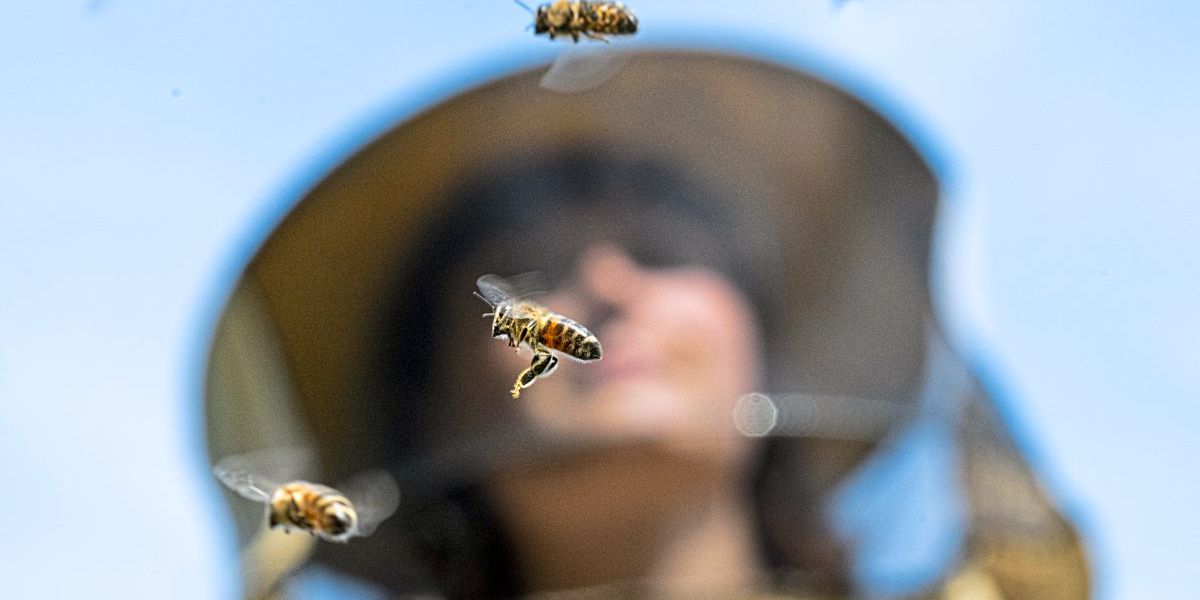 Niederschläge zwingen Bienen in ihre Stöcke – mit teils heftigen Folgen