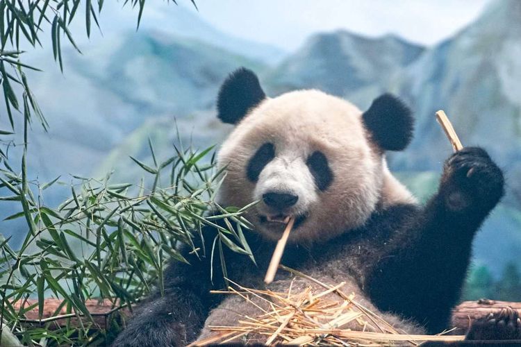 In Freiheit lebende Pandas sind rar, auch vor der Kamera. Im Bild: Panda Mengmeng im Zoo von Wuhan.