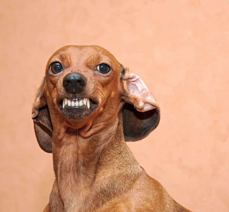 Kleiner brauner Hund fletscht Zähne
