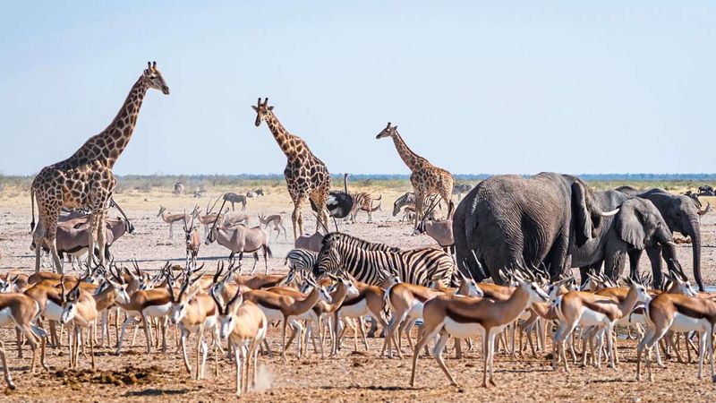 Wegen Hungers, Dürre und getöteter Menschen: Namibia jagt dutzende Elefanten und Zebras