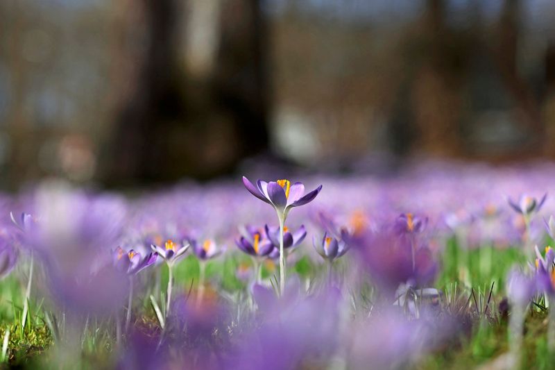 Die kommende Woche wird frühlingshaft sonnig und mild in Österreich