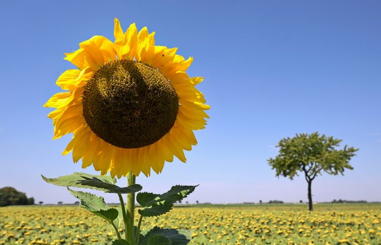 Eine große Sonnenblume in der Nahaufnahme auf einem weitgehend ausgetrockneten Sonnenblumenfeld unter klarem, blauem Himmel. Im Hintergrund ist ein einzelner Baum zu sehen.