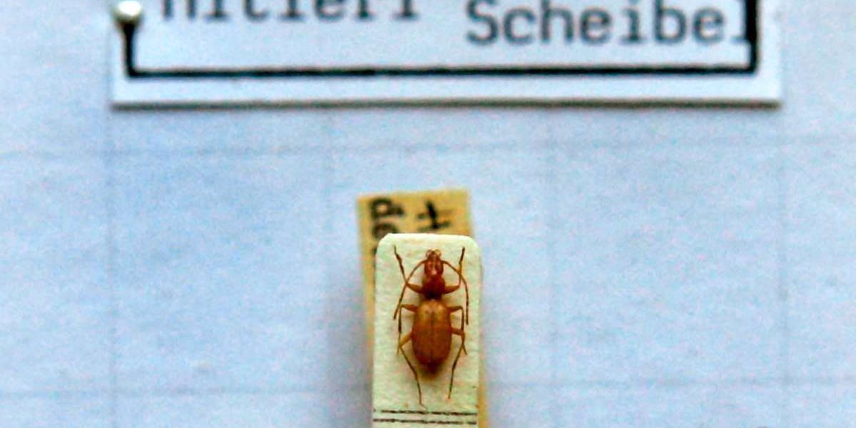 The Hitler Beetle can hold its identify – Nature