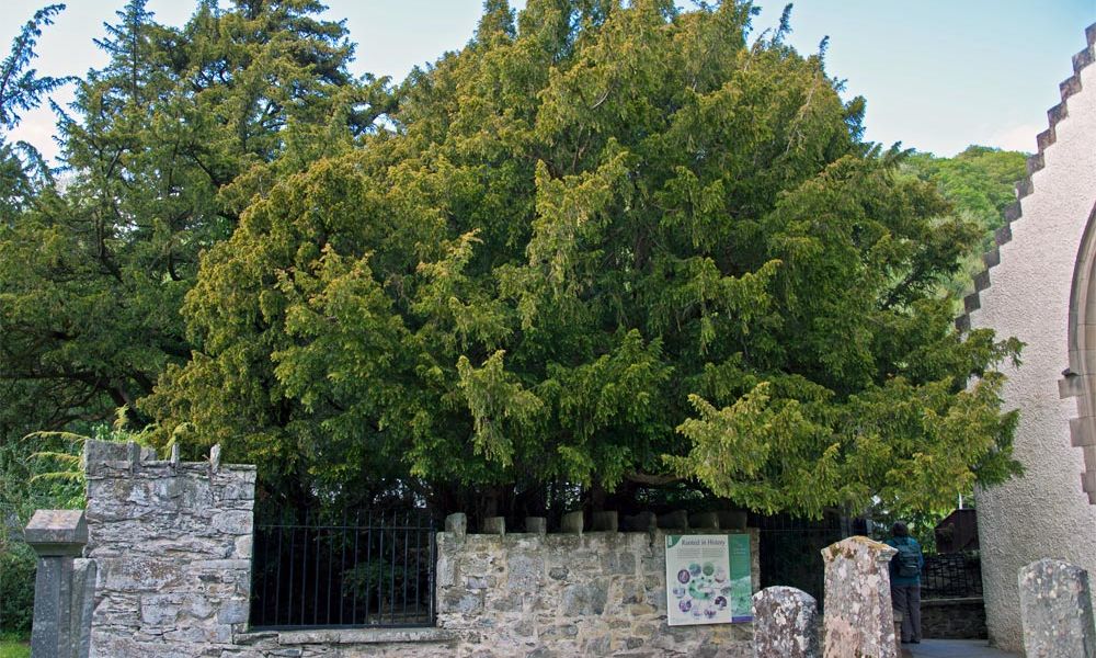 glanzmispel hochstamm 180 cm kaufen Glanzmispel als Spalierbaum bestellen? main image 0