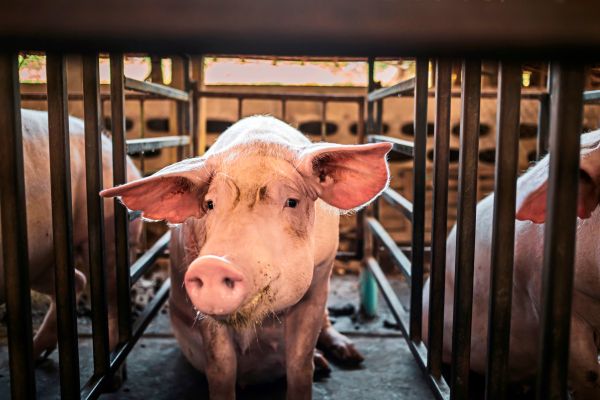 Der-Rechtsstaat-im-Schweinestall-und-im-Blattsalat-