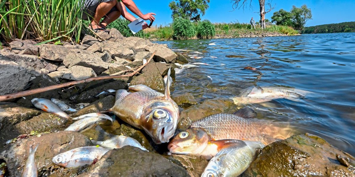 Bis zu 100 Tonnen tote Fische in der Oder befürchtet