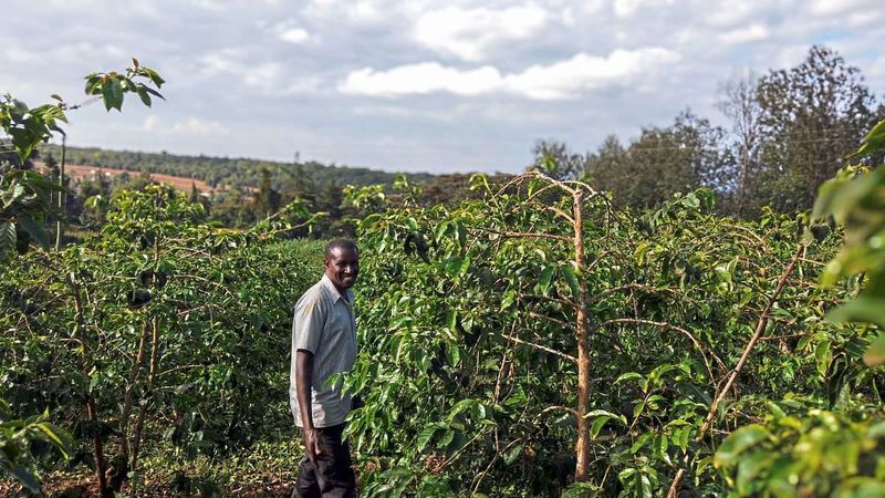 Klimawandel setzt dem Kaffee in Kenia zu – was hilft?