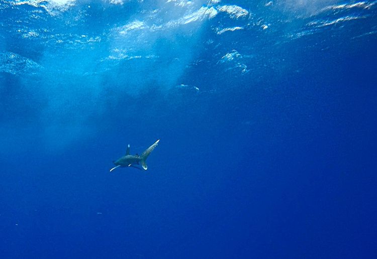 Ein Hai schwimmt im Roten Meer.