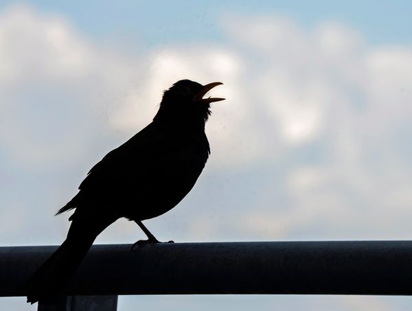 Aufruf-zur-sterreichweiten-Winterv-gel-Z-hlung-ab-3-J-nner