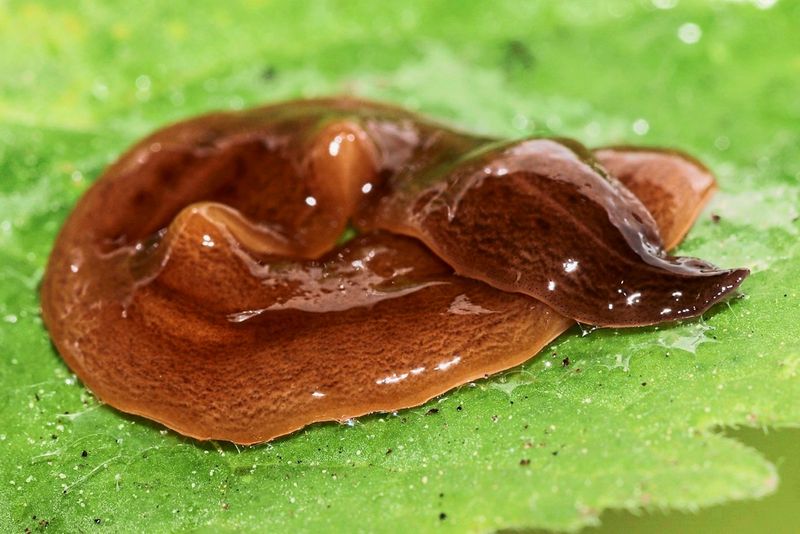 Invasiver Plattwurm aus Südamerika breitet sich in Österreich aus