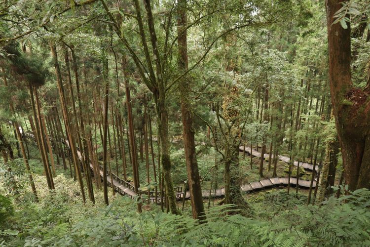 Holzpfade machen es leicht, die üppige Vegetation Taiwans zu Fuß zu erkunden.