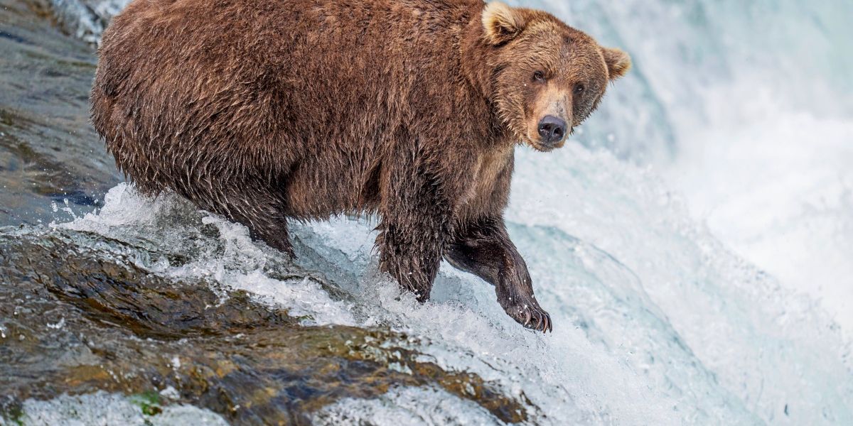Grizzlybär verfolgte Wanderer in Kanada minutenlang