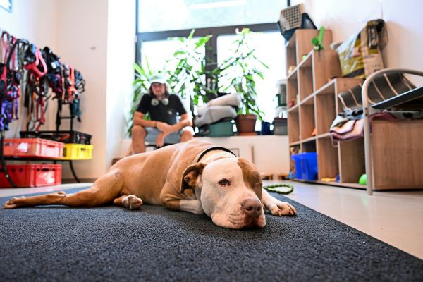 tierarztpraxis-neunerhaus-wo-stra-enhunde-und-wohnheimkatzen-verarztet-werden