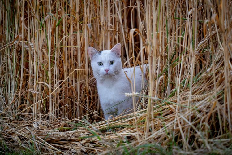 Katze in einem Getreidefeld