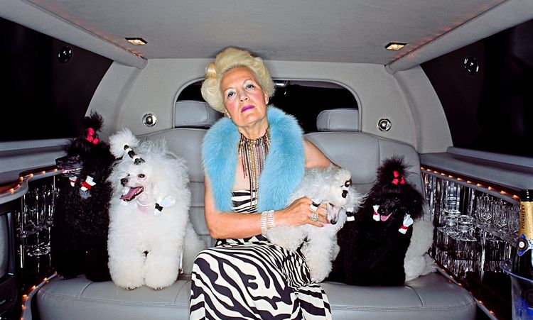 Eine Frau mit ihren Pudeln in einer schicken Limousine.