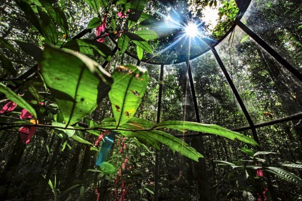 Wie-der-Amazonas-Regenwald-auf-mehr-CO2-in-der-Atmosph-re-reagiert