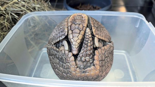 Hervorragend-gepanzerte-Einzelg-nger-Auf-der-Suche-nach-den-Kugelg-rteltieren-in-Sch-nbrunn