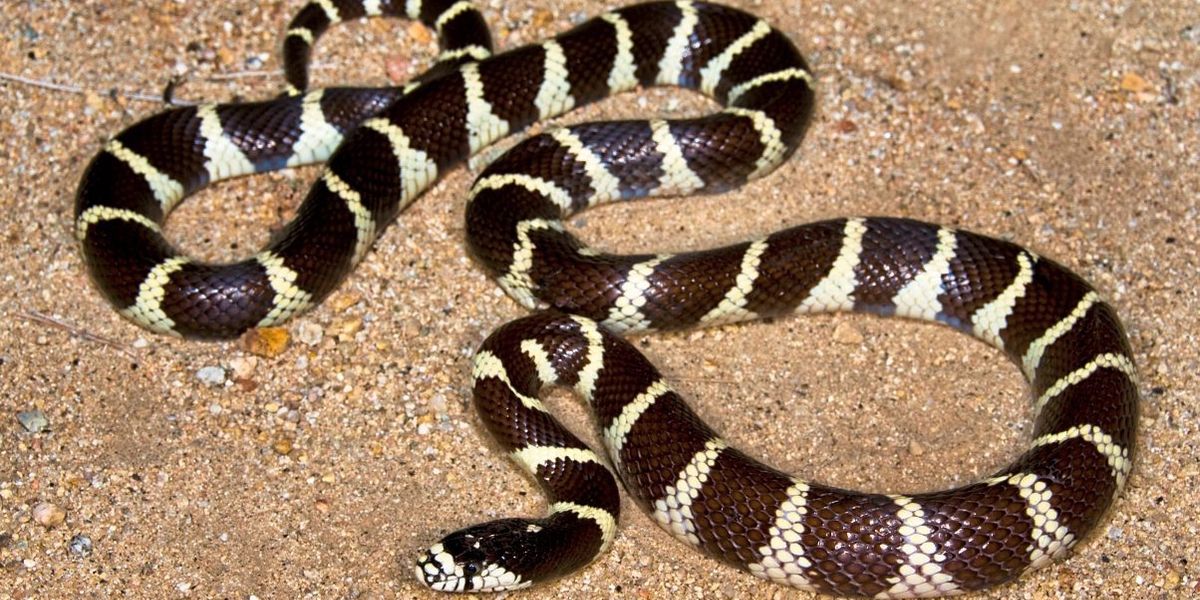 Kalifornische Kettennatter: Invasive Schlangenart erreicht Deutschland