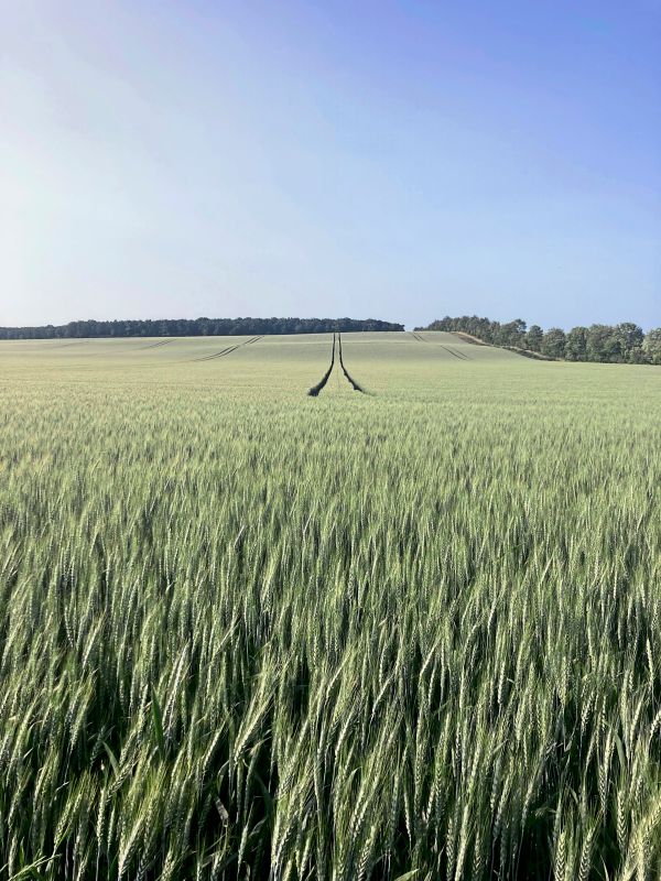 Anwesenheitsnotizen-Mein-Weinviertel-liegt-in-einer-orangen-Fl-gelmappe-